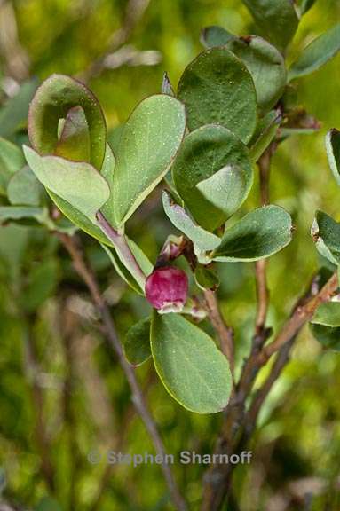 vaccinium uliginosum var occidentale 2 graphic